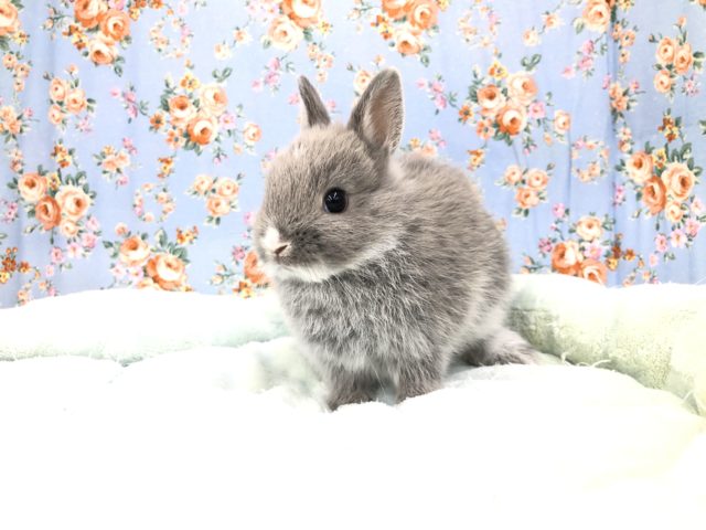 ドワーフラビット