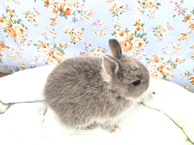 ドワーフラビット