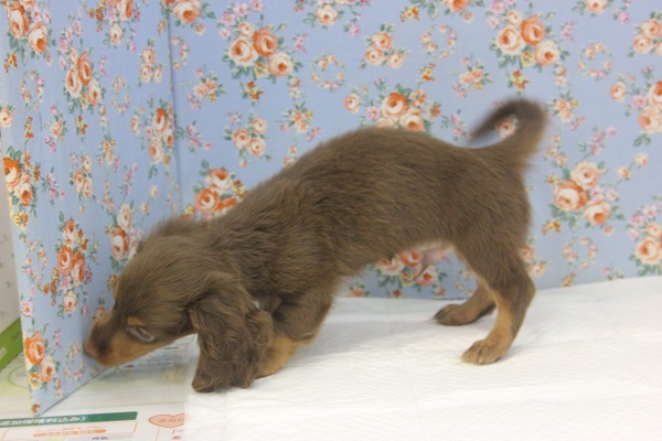 ミニチュアダックス