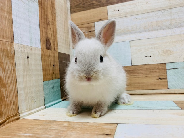 ドワーフラビット