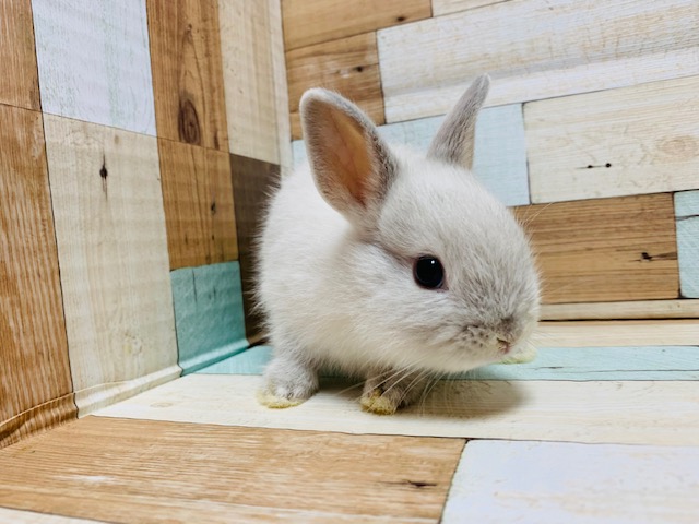 ドワーフラビット