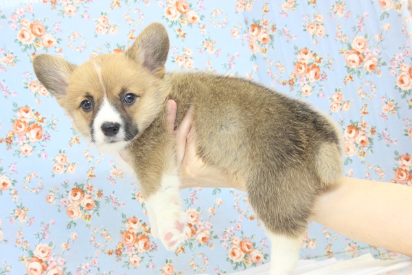 ウェルシュコーギー・ペンブローグ