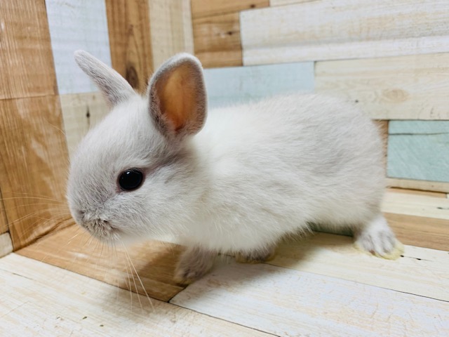 ドワーフラビット