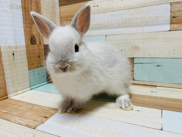 ドワーフラビット