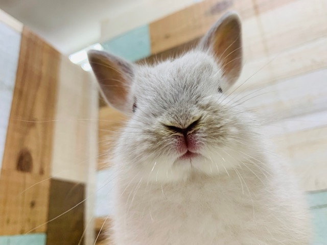 ドワーフラビット