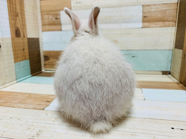 ドワーフラビット