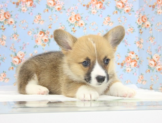 ウェルシュコーギー・ペンブローグ