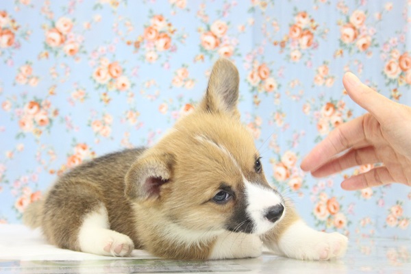 ウェルシュコーギー・ペンブローグ