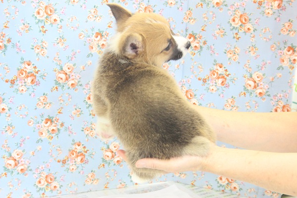 ウェルシュコーギー・ペンブローグ