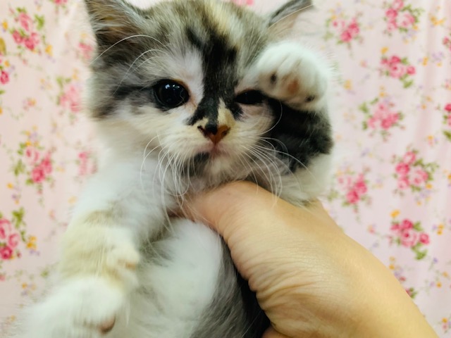 スコティッシュフォールド