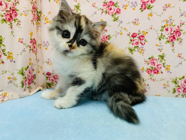 スコティッシュフォールド