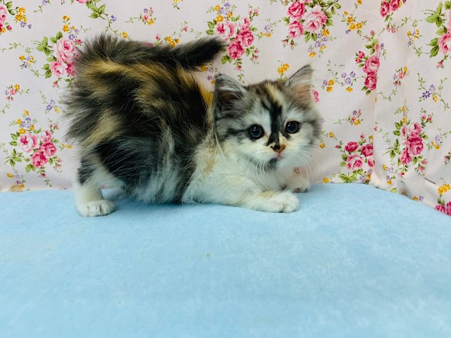 スコティッシュフォールド