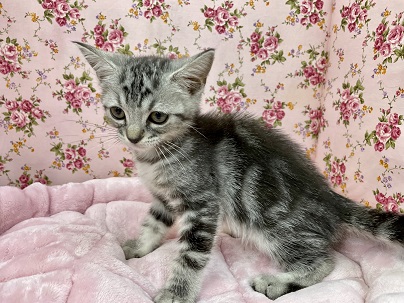 スコティッシュフォールド