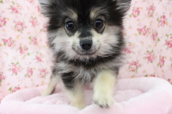 ポメチー（ポメチワ）