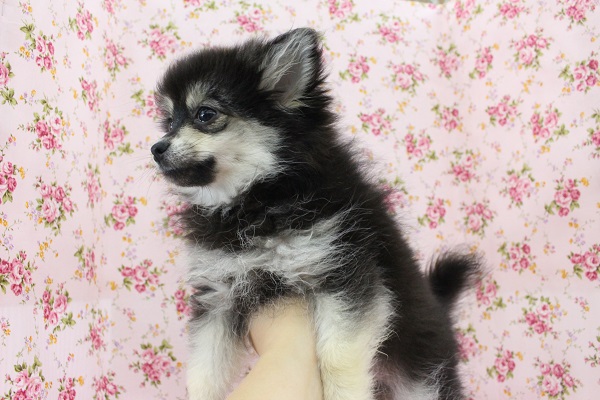 ポメチー（ポメチワ）