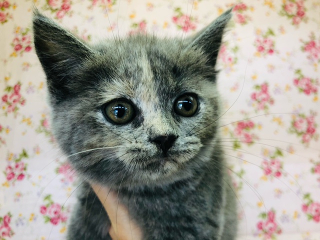 スコティッシュフォールド