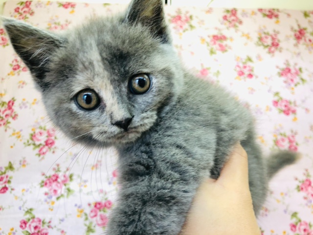 スコティッシュフォールド