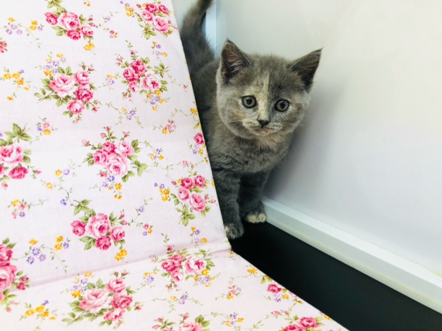 スコティッシュフォールド