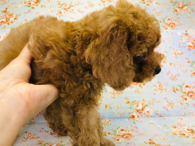 トイプードル
