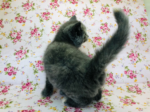 スコティッシュフォールド