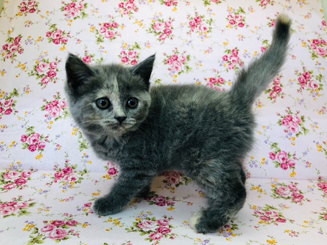 スコティッシュフォールド