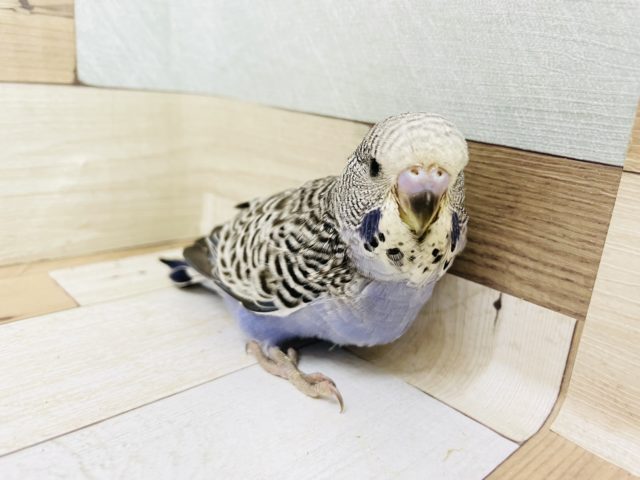 ジャンボセキセイインコ