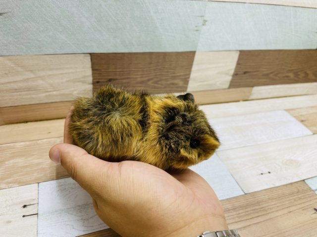 アビシニアンモルモット