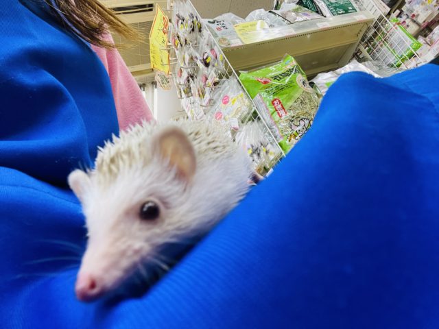 ハリネズミ（ヨツユビハリネズミ）