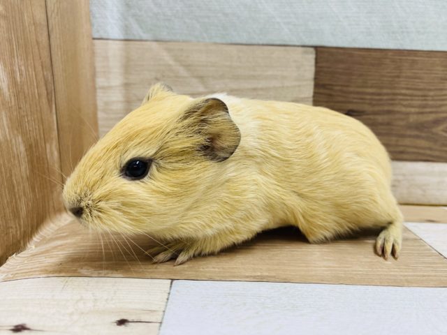 イングリッシュモルモット