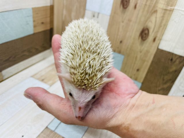 ハリネズミ（ヨツユビハリネズミ）