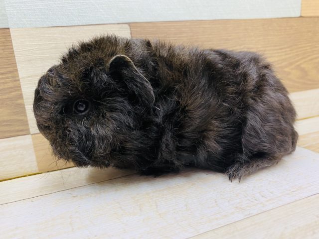 テッセルモルモット