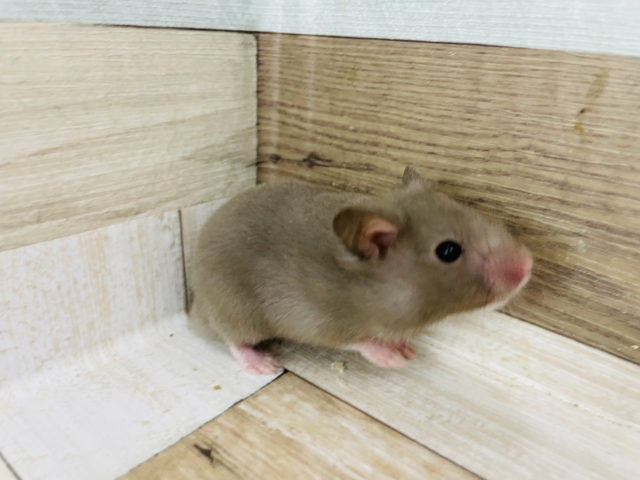 ゴールデンハムスター