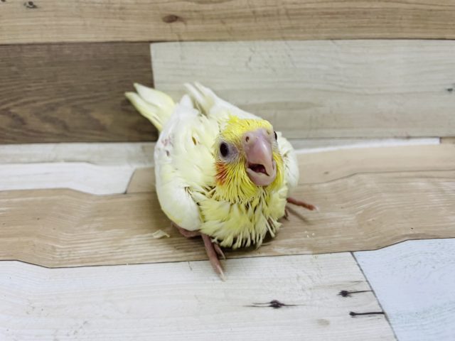 オカメインコ