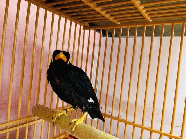 久々入舎しました!九官鳥! 九官鳥(キュウカンチョウ)