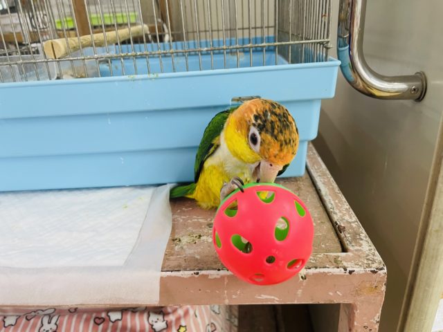 動画あり! まさか、できるとは。。☆シロハラインコ〜〜 シロハラインコ
