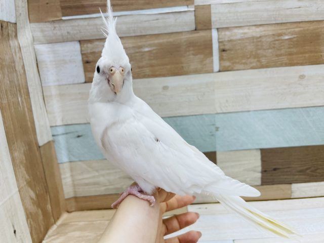オカメインコ
