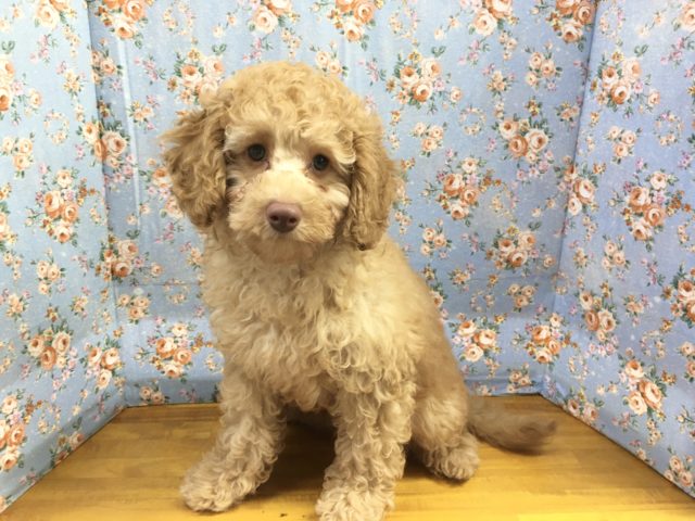 トイプードル
