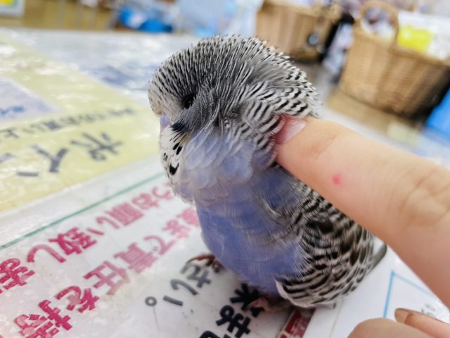 ジャンボセキセイインコ