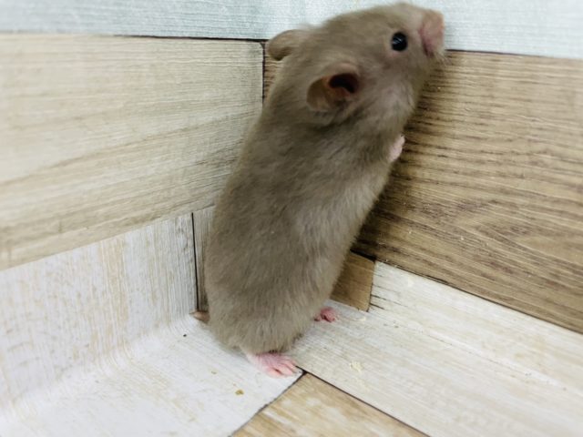 ゴールデンハムスター