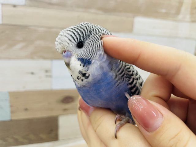 ジャンボセキセイインコ