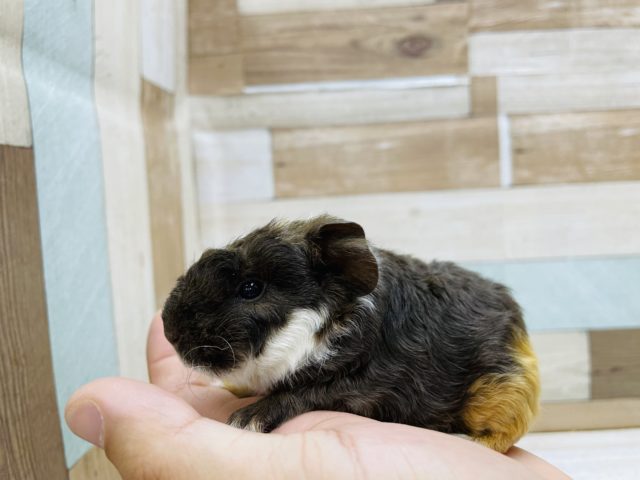 テッセルモルモット