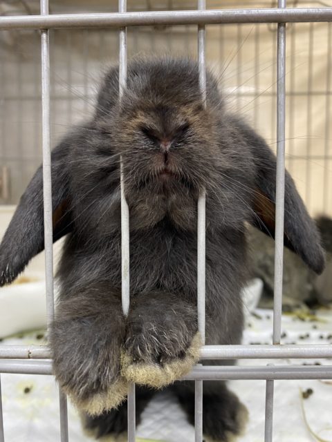 ロップイヤーラビット