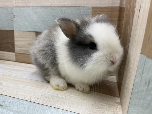 ライオンラビット