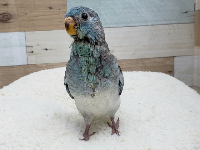 ビセイインコ（美声インコ）