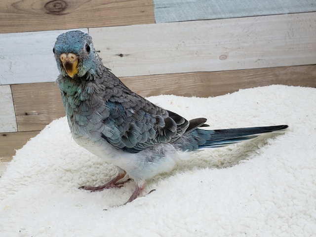 ビセイインコ（美声インコ）