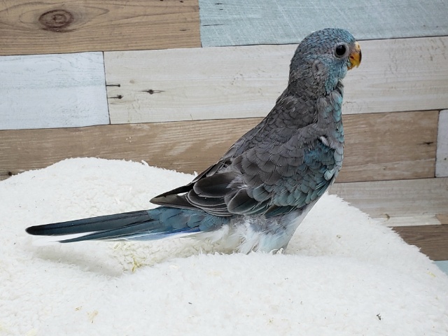 ビセイインコ（美声インコ）