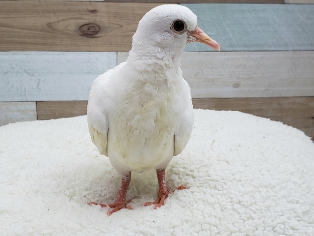 何度でも!手乗りギンバト。 ギンバト