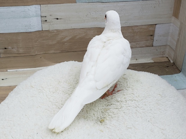 何度でも!手乗りギンバト。 ギンバト