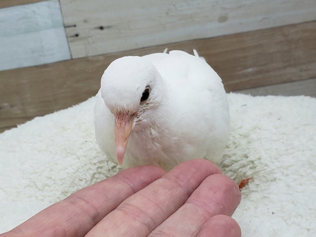 何度でも!手乗りギンバト。 ギンバト