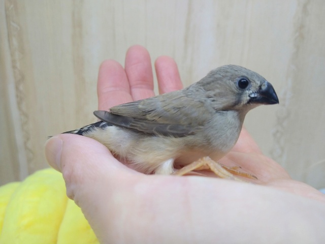 錦花鳥（キンカチョウ）